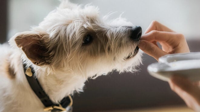 human food dogs can eat